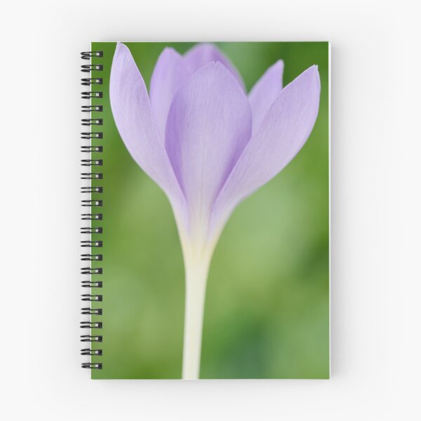 Item preview, Crocus goulimyi   AGM  Autumn flowering crocus designed and sold by Chris Burrows.