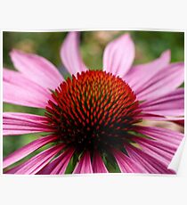 A Burst of Echinacea. (View Larger) Poster