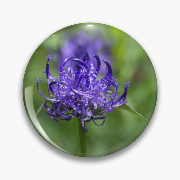 Artikelvorschau, Rundkopf-Rampion (Phyteuma orbiculare) entworfen und verkauft von Yair Karelic.