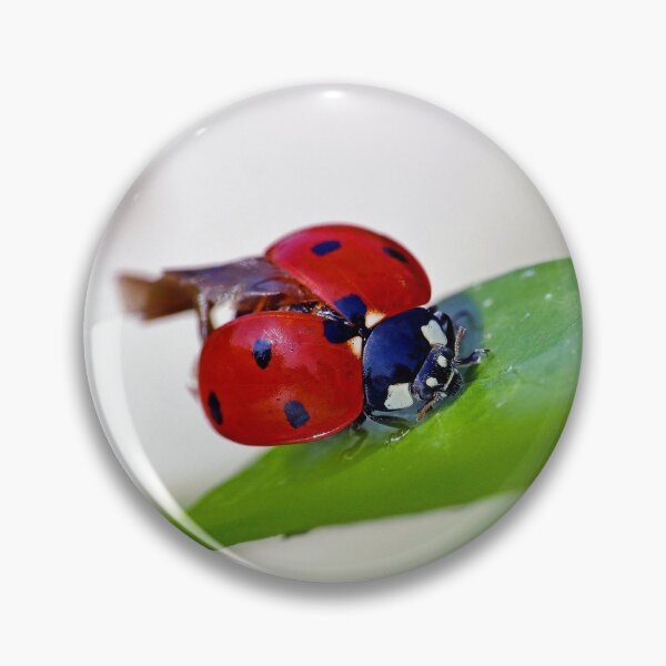 Item preview, THE STAR : 2 (h) coccinelle-ladybug by Olao-Olavia / Okaio Créations 2015  by fz 1000 and 450.000 photos designed and sold by o.okaïo.