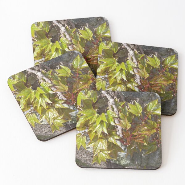 Item preview, Wild wine in spring designed and sold by Boscastle.