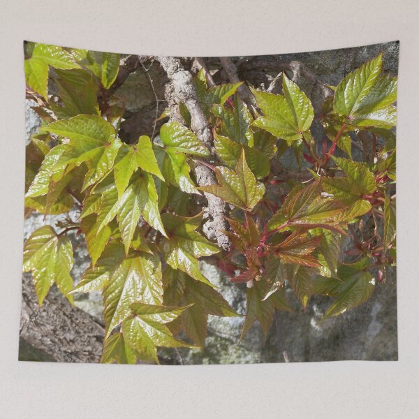 Item preview, Wild wine in spring designed and sold by Boscastle.