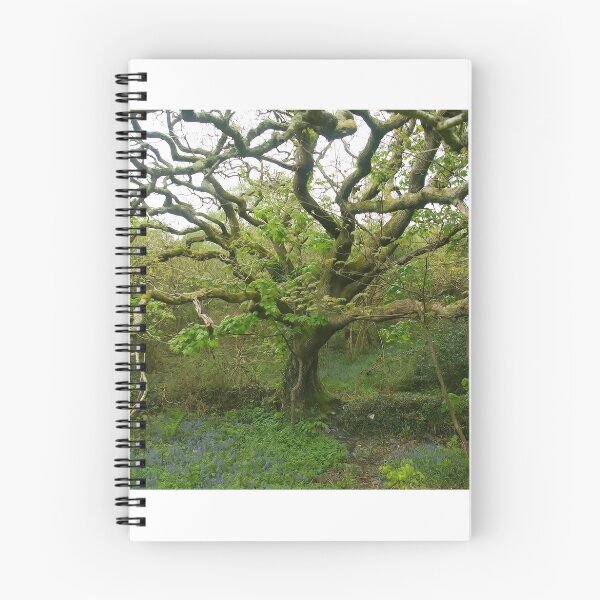 Item preview, Valency oak designed and sold by Martin Harradine.