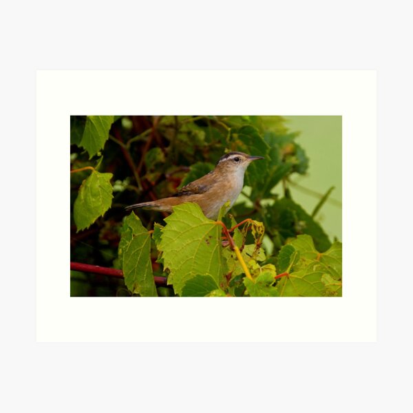 Item preview, Marsh Wren designed and sold by John Absher.
