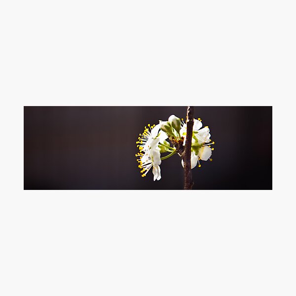 Spring Glimpses Photographic Print