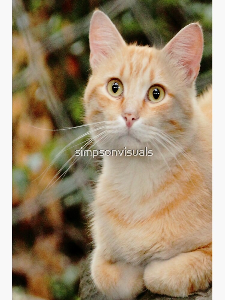 marmalade tabby cat