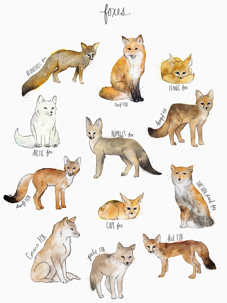 Foxes by AmyHamilton