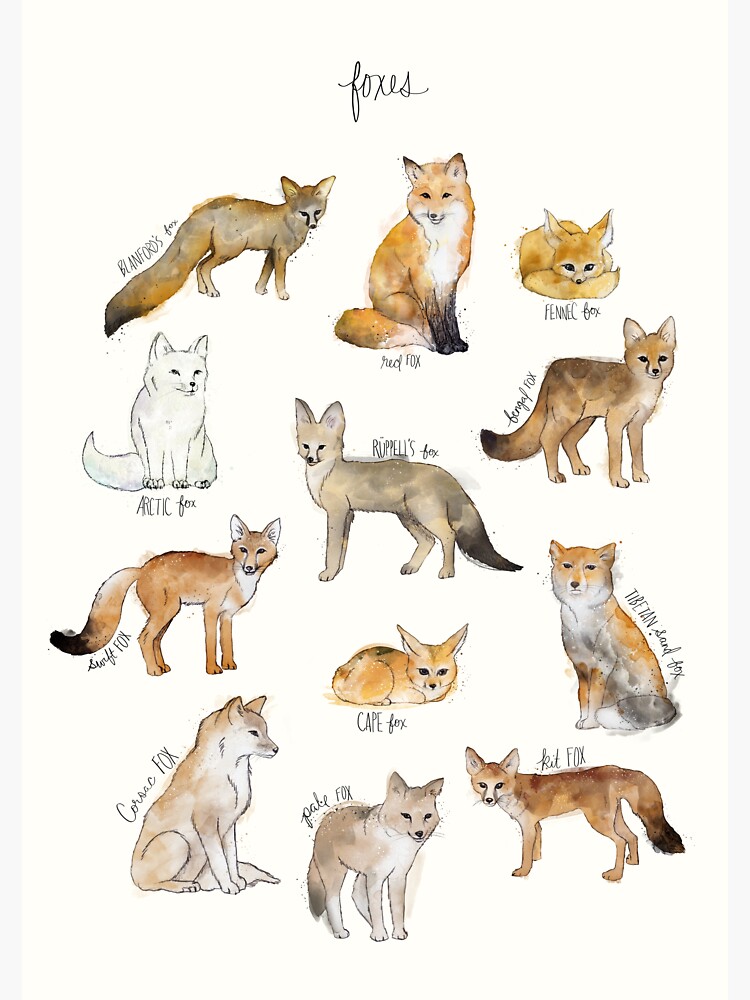 Foxes by AmyHamilton