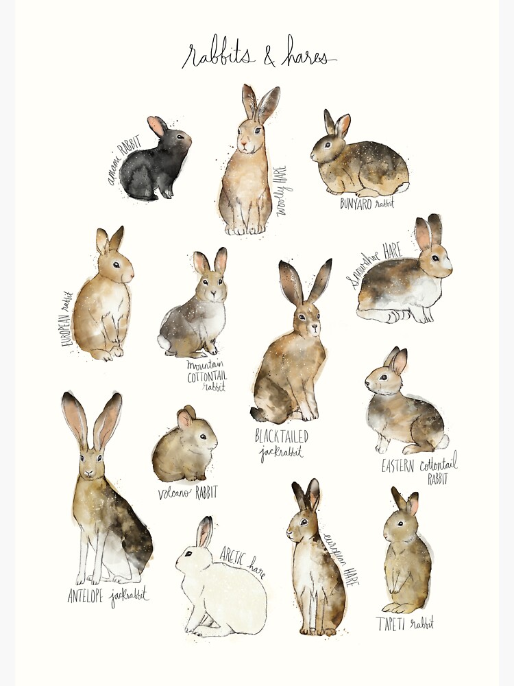 Thumbnail 3 of 3, Sticker, Rabbits & Hares designed and sold by AmyHamilton.