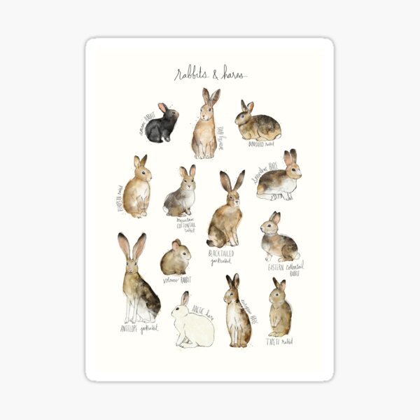 Rabbits & Hares Sticker