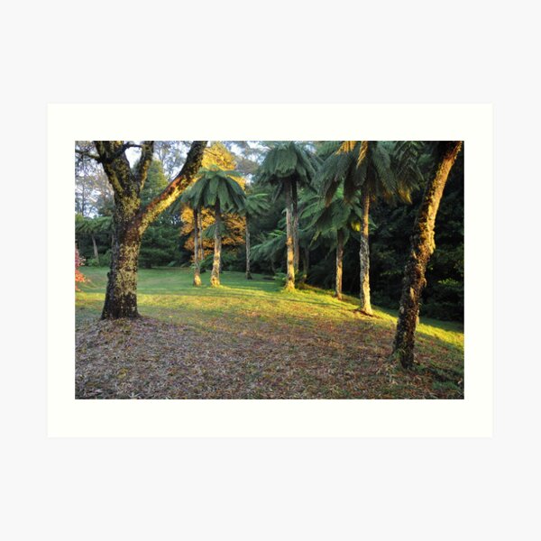WOLLANGAMBE GARDEN, MOUNT WILSON Art Print