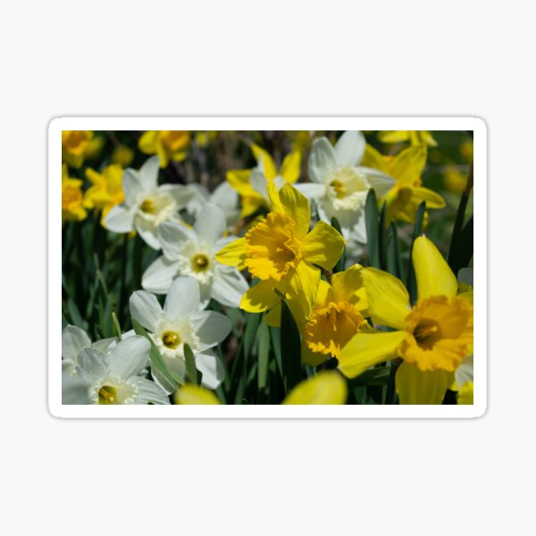 backyard daffodils Sticker
