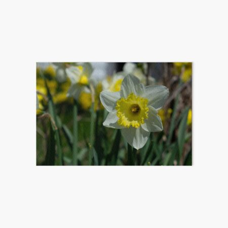 white daffodil Art Board Print