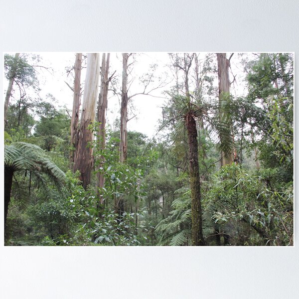 Item preview, Dandenongs rain forest designed and sold by Trevor Corran.