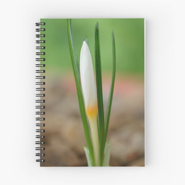 Item preview, Crocus ochroleucus  Autumn flowering crocus  designed and sold by Chris Burrows.