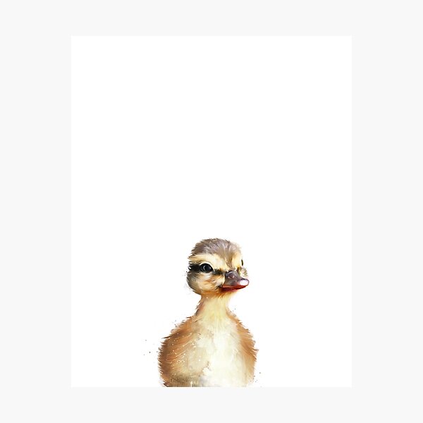 Little Duck Photographic Print