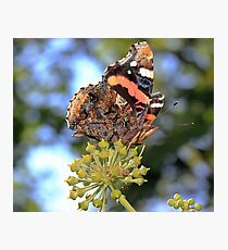 Red Admiral Photographic Print