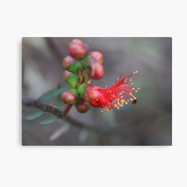 Item preview, From Bud to Blossom designed and sold by Jill Fisher.