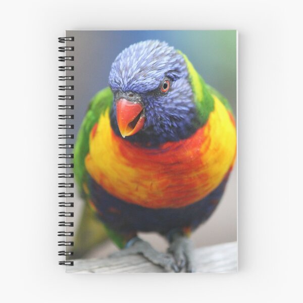 Item preview, Rainbow Lorikeet designed and sold by Livy King.