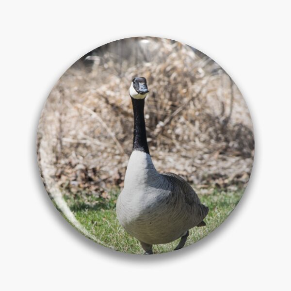 Item preview, Canada Geese designed and sold by CanadianWild418.