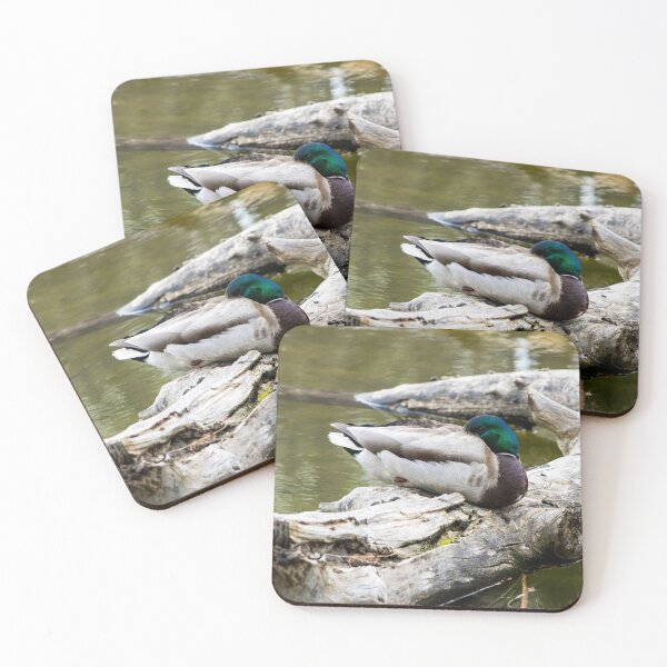 Item preview, Mallard duck designed and sold by CanadianWild418.