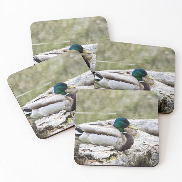 Item preview, Mallard duck on a log designed and sold by CanadianWild418.