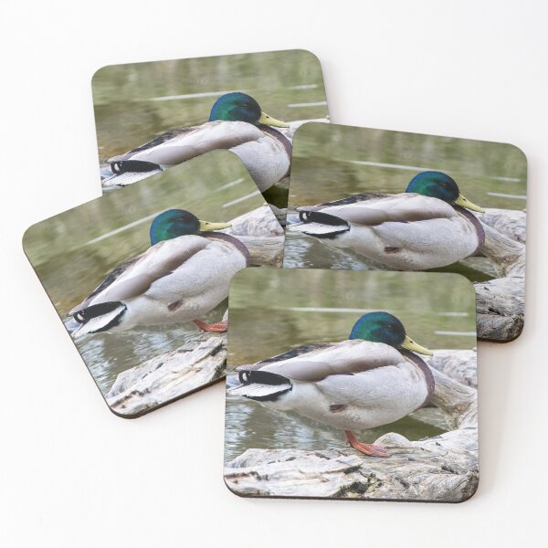 Item preview, Mallard waking up designed and sold by CanadianWild418.