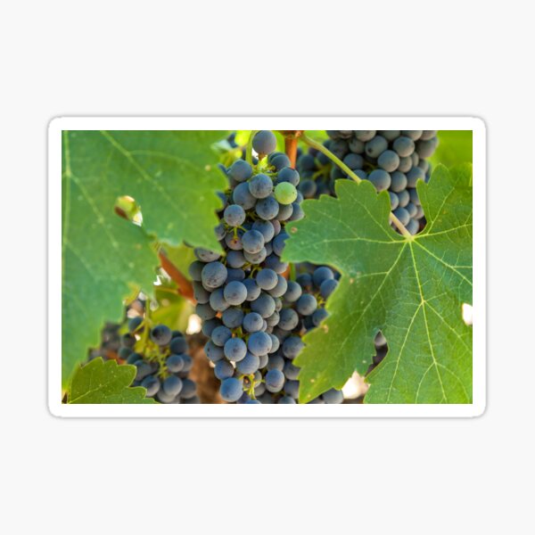 Item preview, grapes designed and sold by jvnimages.
