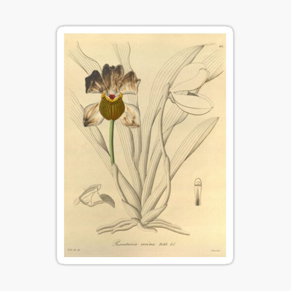 Item preview, Naturalist Orchid designed and sold by BlueSpecsStudio.