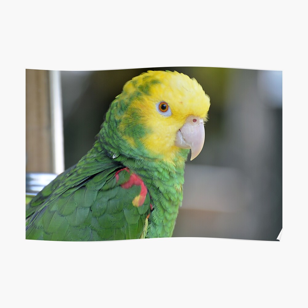 Download Double Yellow Headed Amazon Parrot Mask By Oreproductions Redbubble PSD Mockup Templates