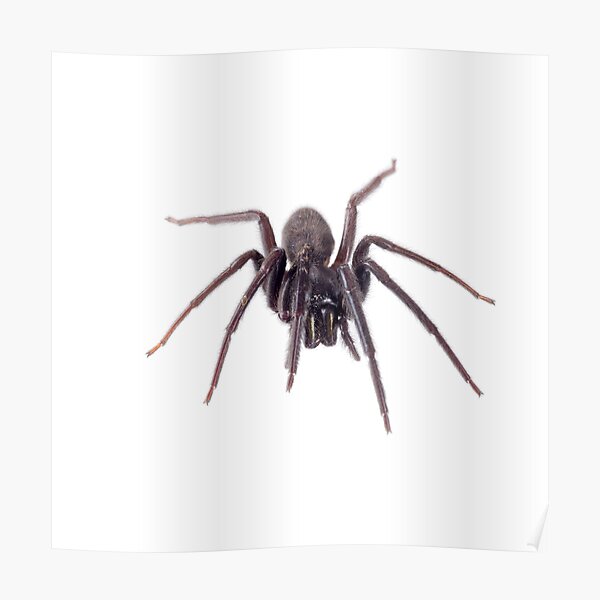 Spider Men Posters Redbubble - shopping animals nature roblox or spider man action