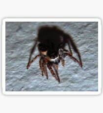 Jumping Spider (6325) Sticker