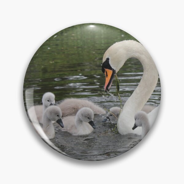 Item preview, Swanning around with Cygnets designed and sold by dredfell.