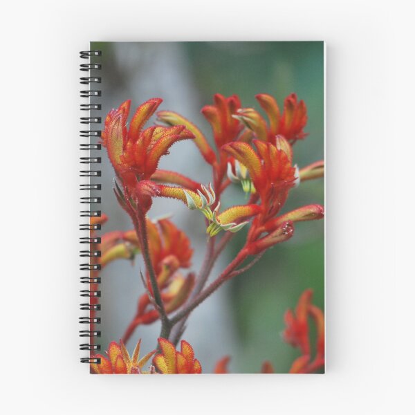 Item preview, Kangaroo Paw designed and sold by Lozzar Flowers & Art.