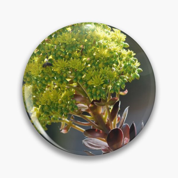 Item preview, Aeonium Arboleum, House Leek Tree designed and sold by Lozzar Flowers & Art.