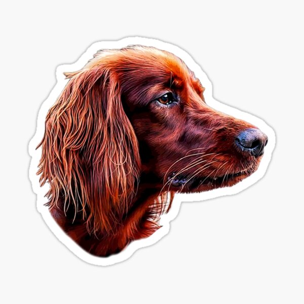 small irish setter