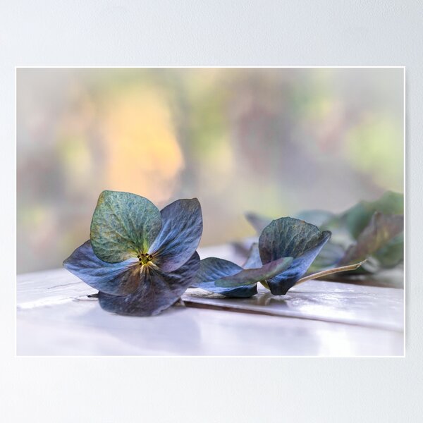 Blaue Hortensienblüten Poster