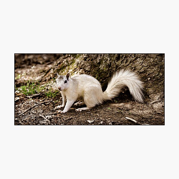 Item preview, White Squirrel - Brevard, NC designed and sold by Karen Peron.