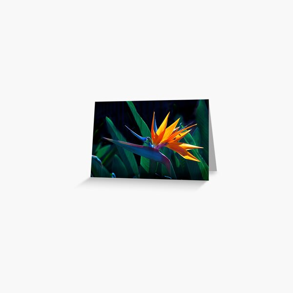 Bird of Paradise flower (Strelitzia nicolai) Greeting Card