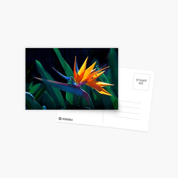 Bird of Paradise flower (Strelitzia nicolai) Postcard
