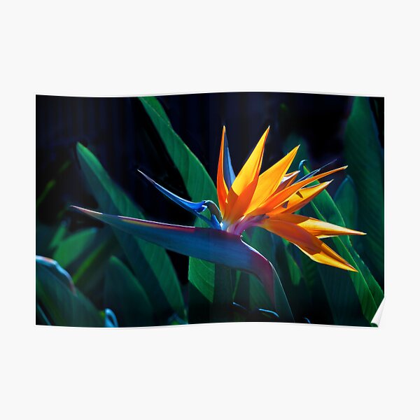 Bird of Paradise flower (Strelitzia nicolai) Poster