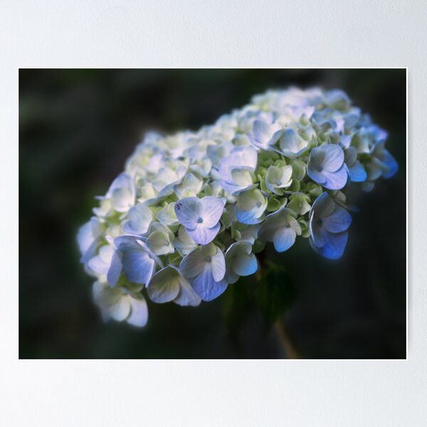 Die Hortensie, ein blauer Traum Poster