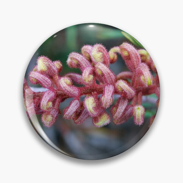 Item preview,  Australian Grevillea by Lorraine McCarthy designed and sold by Lozzar Flowers & Art.