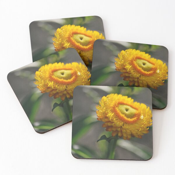 Item preview, Australian Paper Daisy designed and sold by Lozzar Flowers & Art.