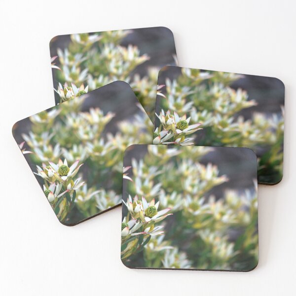 Item preview, Leucadendron by Lorraine McCarthy  designed and sold by Lozzar Flowers & Art.