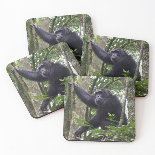 Item preview, Chimpanzee in Kibaei Forest National Park, Uganda designed and sold by SafariByMarisa.