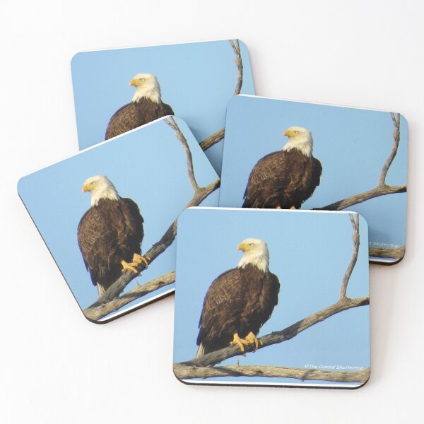 Item preview, Bald Eagle  designed and sold by Dianes-ART47.