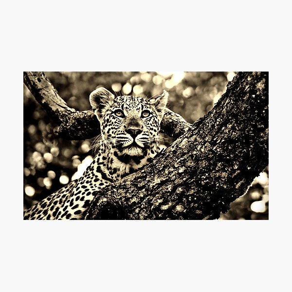 Leopard Photographic Print