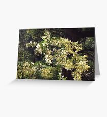 wattle Greeting Card