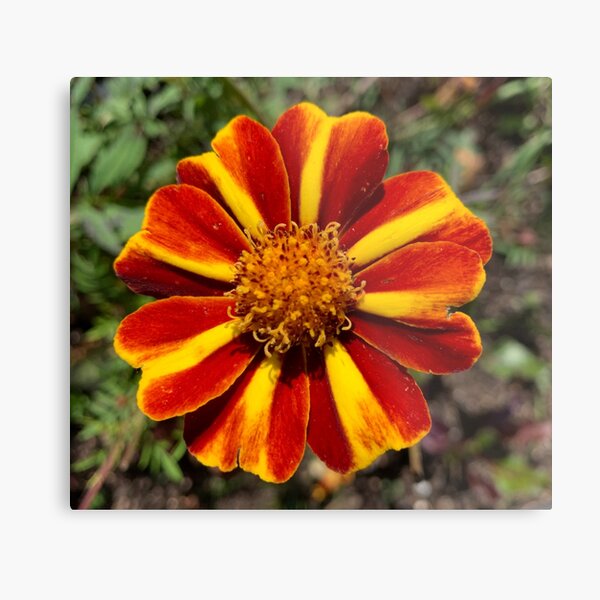 Marigold Marvel Metal Print